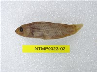 藏品(黑腕海豬魚)的圖片